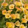 Petunia – Cascadia Indian Summer – 10″ Hanging Basket